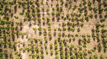 Waarom kokosbriketten veel beter zijn dan houtskool